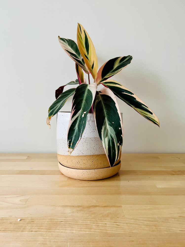 Handmade Ceramic Planter with Saucer – Wide Bottom: Speckled sand / Medium