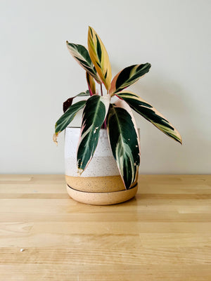 Handmade Ceramic Planter with Saucer – Wide Bottom: Speckled sand / Medium