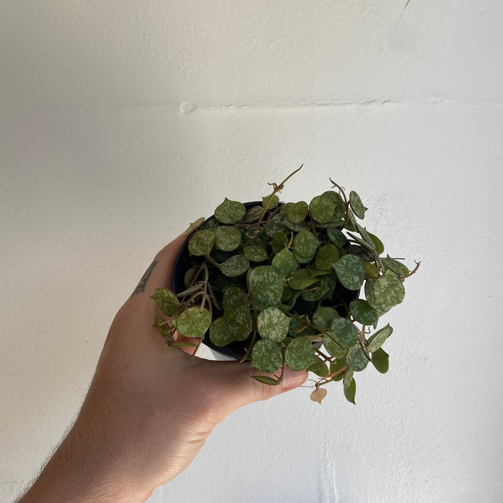 Hoya Curtsii