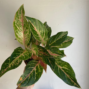 Aglaonema Sparlking Sarah