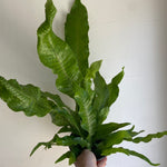 Crocodile Fern