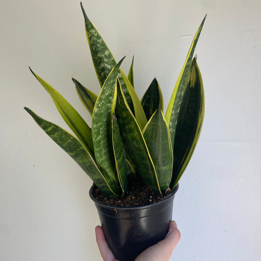 
                
                    Load image into Gallery viewer, Sansevieria Golden Flame
                
            