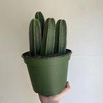 Cactus Assorted 8 Inch
