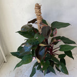Philodendron Pink Princess Totem