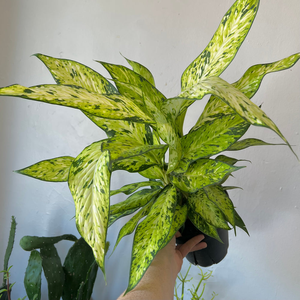 Dieffenbachia Starbright