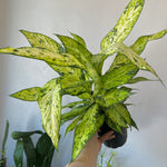 Dieffenbachia Starbright