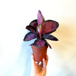 
                
                    Load image into Gallery viewer, Calathea Rosy
                
            