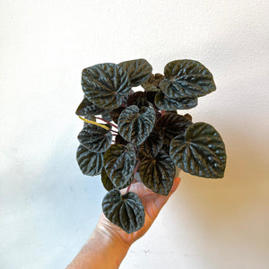 Peperomia Green Ripple