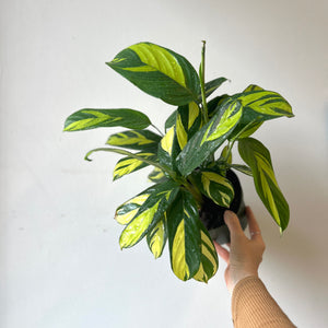 Calathea Pilosa