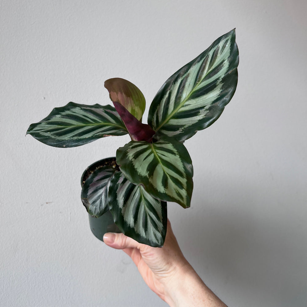 Calathea Red Peacock