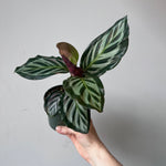 Calathea Red Peacock