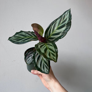 Calathea Red Peacock
