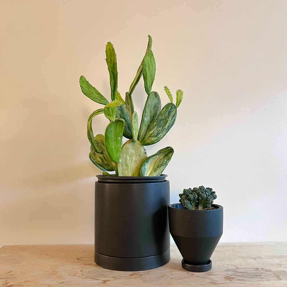 Opuntia Variegated 10 Inch Nursery Pot
