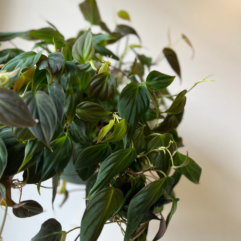Philodendron Micans 6 Inch