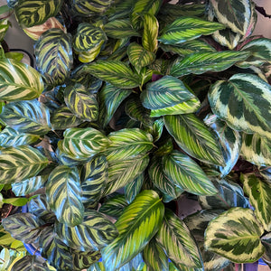 Calathea Red Peacock