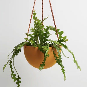 
                
                    Load image into Gallery viewer, Dome Hanging Planter - Golden
                
            