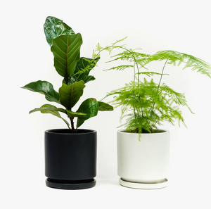 White Cylinder Pot