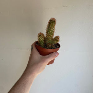 
                
                    Load image into Gallery viewer, Cactus Assorted 4 Inch
                
            