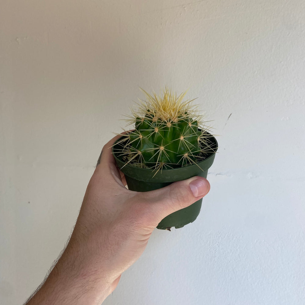 Cactus Assorted 4 Inch