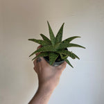 Aloe assorted varieties