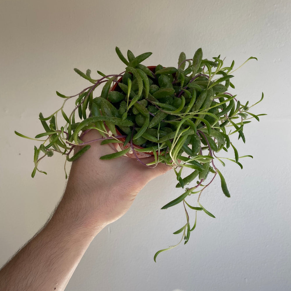 
                
                    Load image into Gallery viewer, Crassula Ruby Necklace
                
            