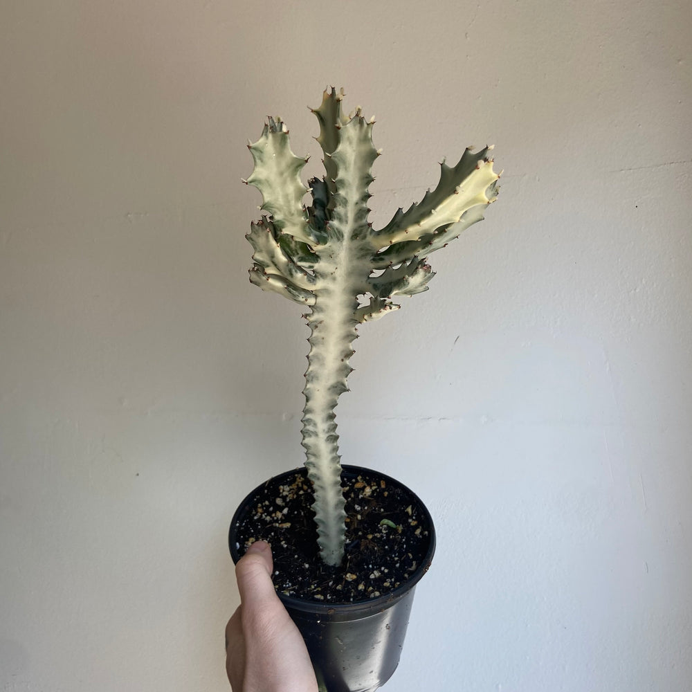 Euphorbia  Dragon Bones Cactus