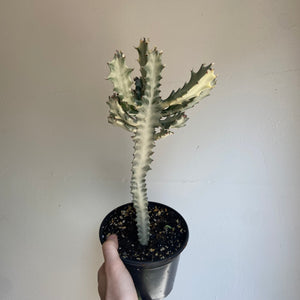 Euphorbia Dragon Bones Cactus