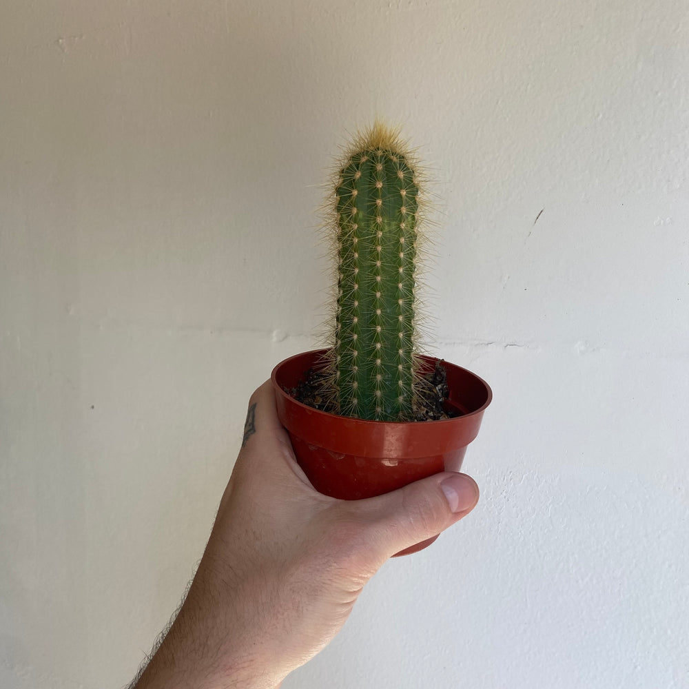 Cactus Assorted 4 Inch