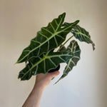 Alocasia Polly 4 Inch