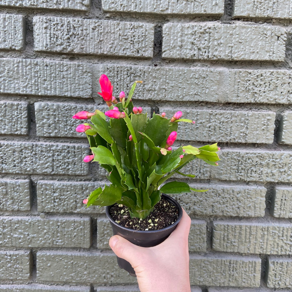 Holiday Cactus