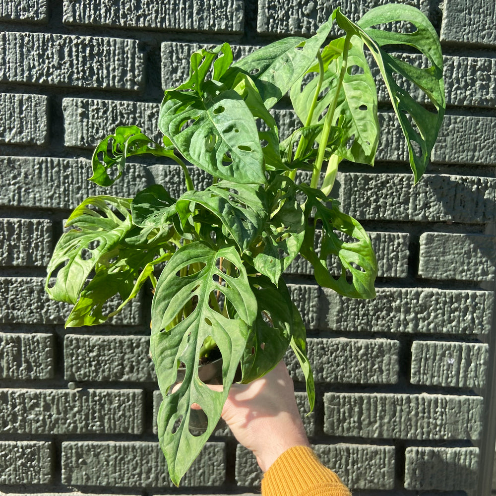 Monstera Adansonii