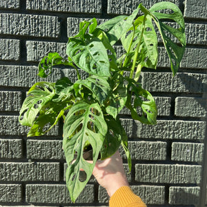 Monstera Adansonii