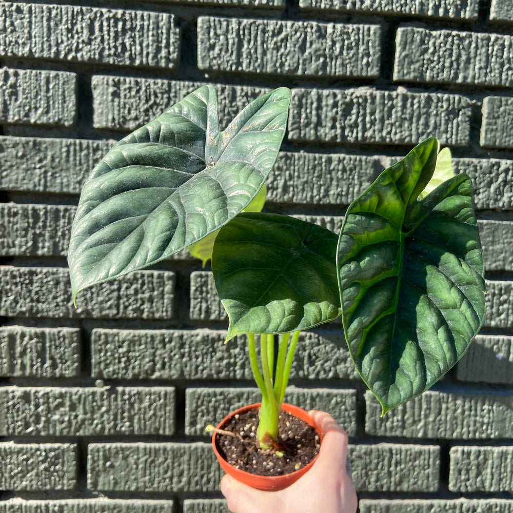 Alocasia Quilted Dreams 4 Inch