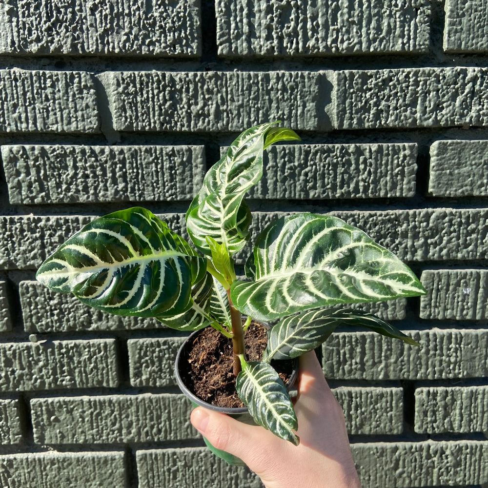 Zebra Plant