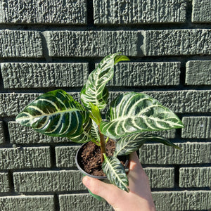 Zebra Plant