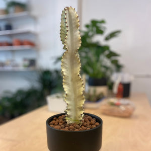 Ammak Euphorbia Cactus