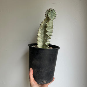 Ammak Euphorbia Cactus