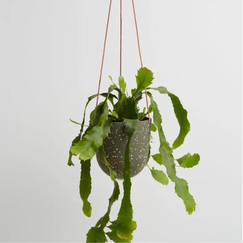 Agave Terrazzo - Hanging Planter