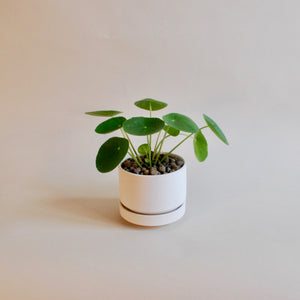 Plant Subscription