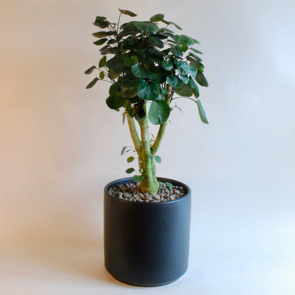 Peach & Pebble Ceramic Pots