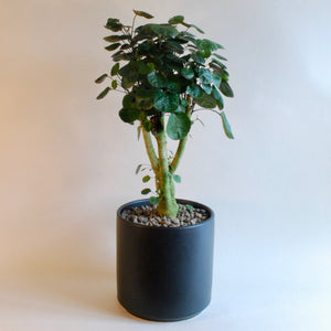 Peach & Pebble Ceramic Pots
