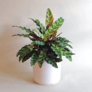 Peach & Pebble Ceramic Pots