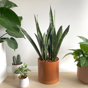 Sansevieria Zeylanica