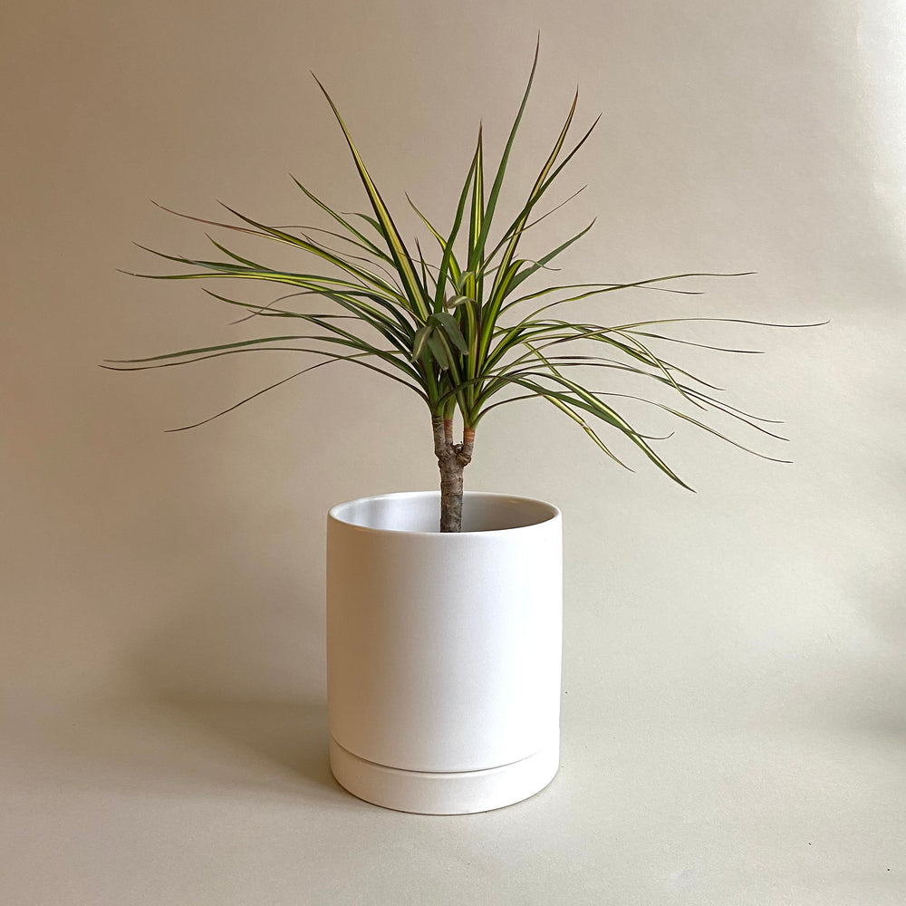 Romey Cylinder Pot