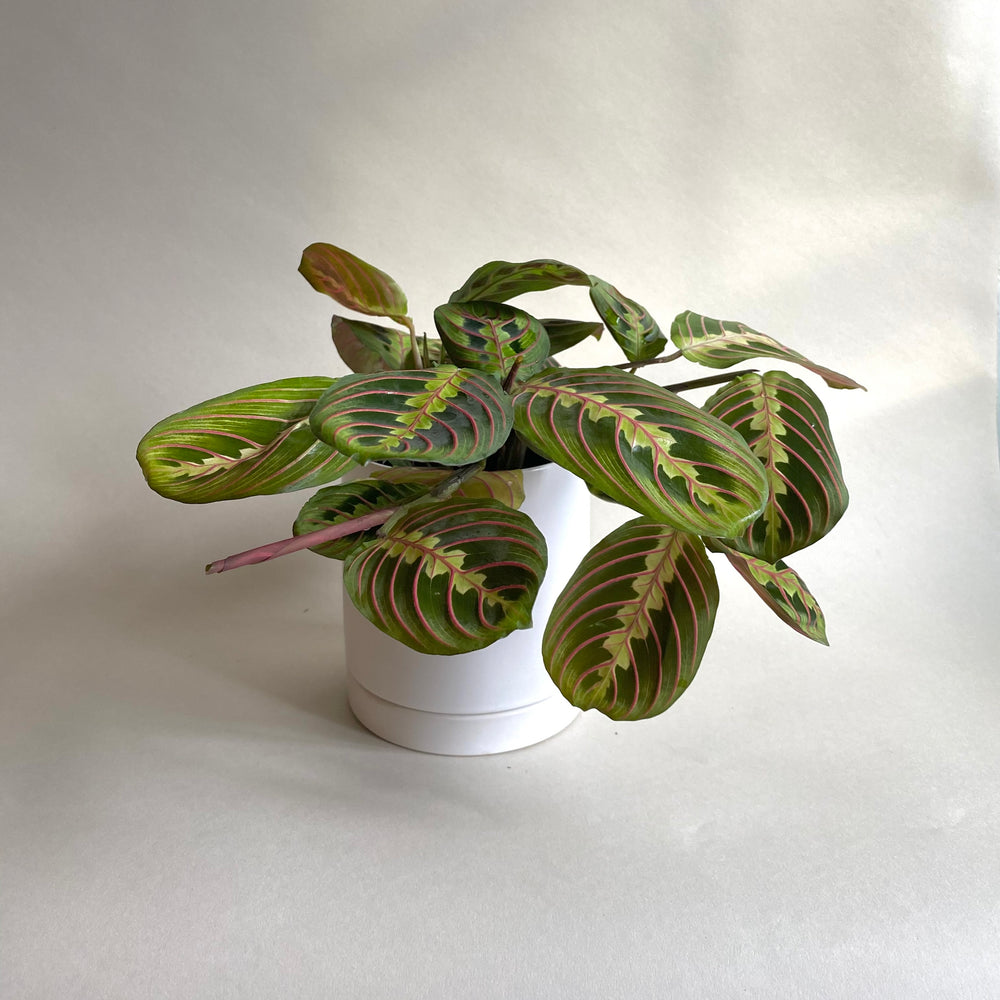 Red Maranta Calathea