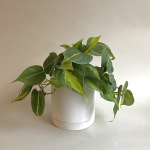 Philodendron Brazil