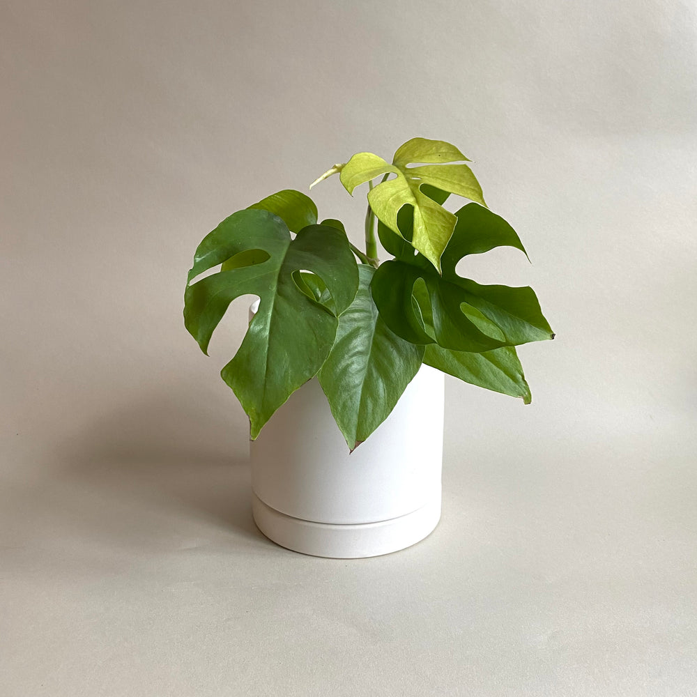Romey Cylinder Pot