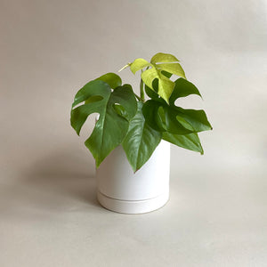 Romey Cylinder Pot
