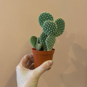 
                
                    Load image into Gallery viewer, Bunny Ear Opuntia 2 Inch
                
            