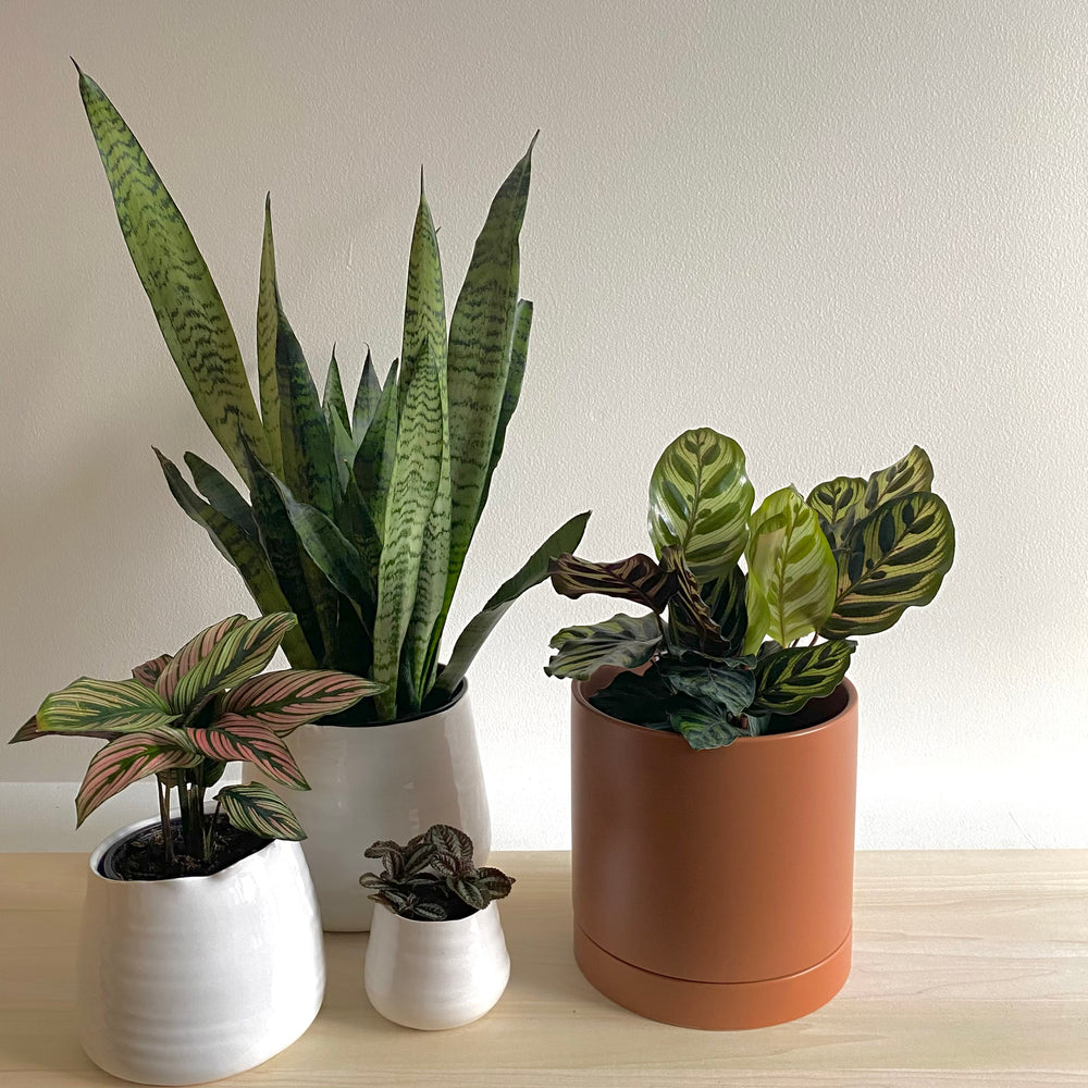Romey Cylinder Pot